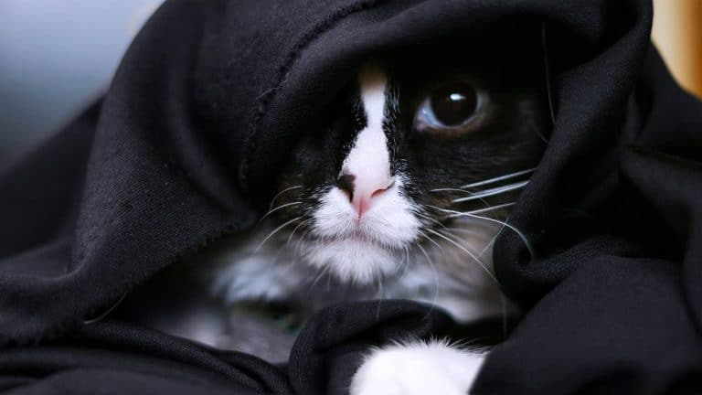 Quels accessoires Star Wars pour vos animaux de compagnie ?